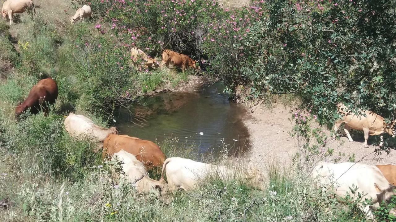 فيلا Agroturismo Flores Do Campo Vila Verde de Ficalho المظهر الخارجي الصورة