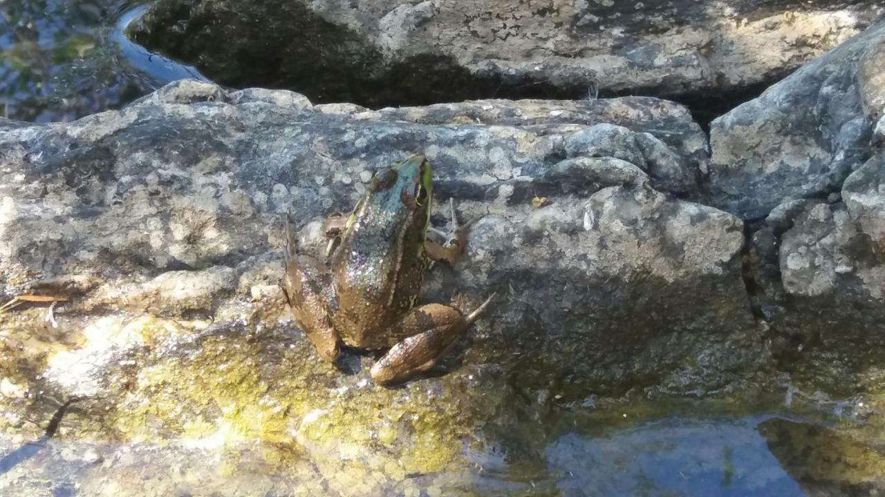 فيلا Agroturismo Flores Do Campo Vila Verde de Ficalho المظهر الخارجي الصورة