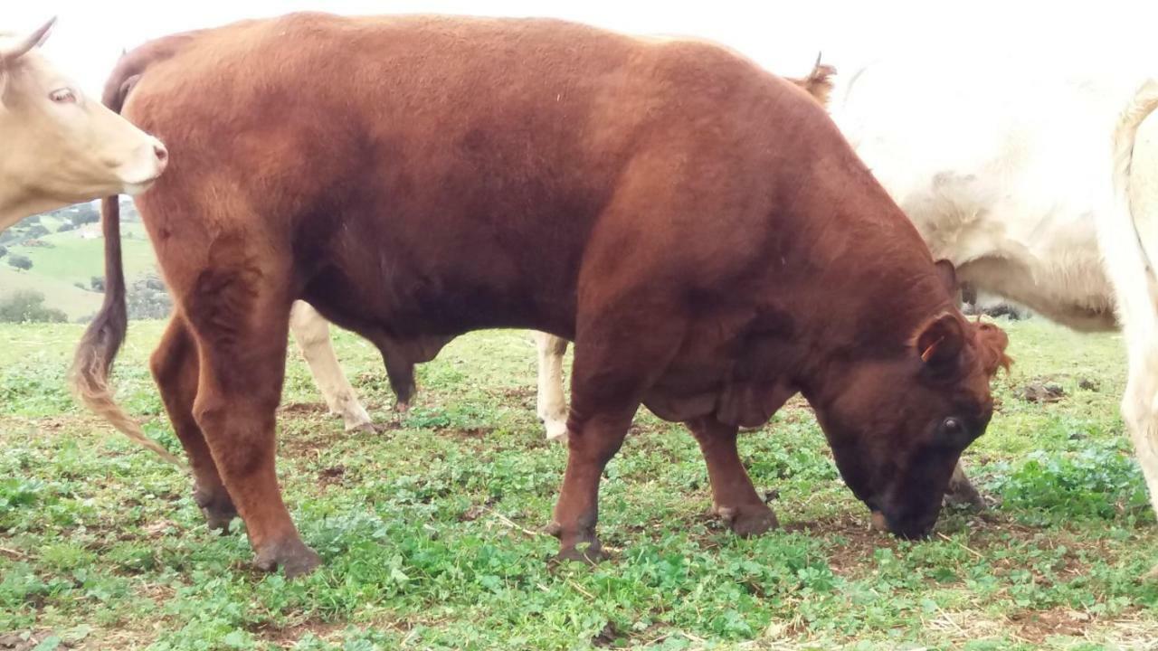 فيلا Agroturismo Flores Do Campo Vila Verde de Ficalho المظهر الخارجي الصورة